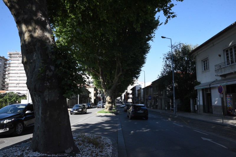 Realização de podas na Avenida 25 de abril